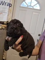 Satin black female , a female Chinese Shar-Pei for sale in Atlanta, GA – 5 of 10