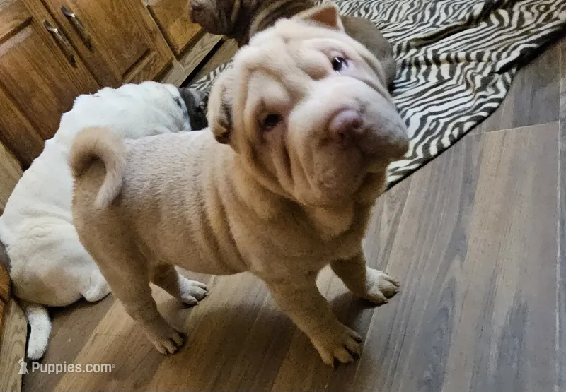 Albino cream girl – Chinese Shar-Pei puppy for sale in Atlanta, GA