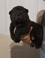 Satin black boy , a male Chinese Shar-Pei for sale in Atlanta, GA – 7 of 10