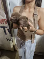Chocolate dilute girl and boy, a male Chinese Shar-Pei for sale in Atlanta, GA – 6 of 6