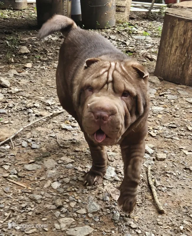 Chocolate dilute boy