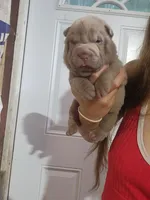 Lilac female , a female Chinese Shar-Pei for sale in Atlanta, GA – 10 of 10
