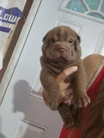Chocolate dilute boy , a male Chinese Shar-Pei for sale in Atlanta, GA – 6 of 9