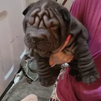 Black girl, a female Chinese Shar-Pei for sale in West Palm Beach, FL – Photo 2 of 9