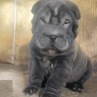 Black girl, a female Chinese Shar-Pei for sale in West Palm Beach, FL – Photo 1 of 9