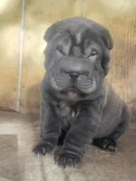 processed/f857a35f-a2db-4894-9609-5e60acbea6d5/listing/24074202-4ba3-4ce1-a524-99cee950aaee/66d09198-963f-476b-aa24-175ae83d2c2c