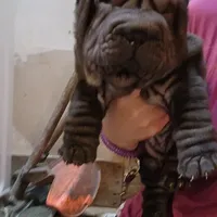 Black girl, a female Chinese Shar-Pei for sale in West Palm Beach, FL – Photo 3 of 9