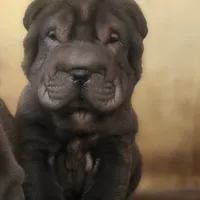 Black girl, a female Chinese Shar-Pei for sale in West Palm Beach, FL – Photo 9 of 9