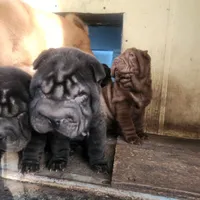 Black girl, a female Chinese Shar-Pei for sale in West Palm Beach, FL – Photo 8 of 9