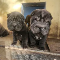 Black girl, a female Chinese Shar-Pei for sale in West Palm Beach, FL – Photo 6 of 9