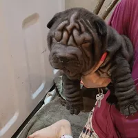 Black girl, a female Chinese Shar-Pei for sale in West Palm Beach, FL – Photo 4 of 9
