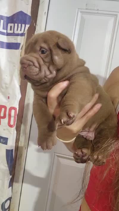 Chocolate dilute boy , a male Chinese Shar-Pei for sale in Atlanta, GA – 9 of 9