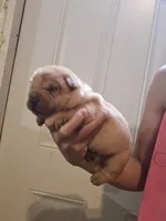 Apricot girl dark nose, a female Chinese Shar-Pei for sale in Atlanta, GA – 8 of 10