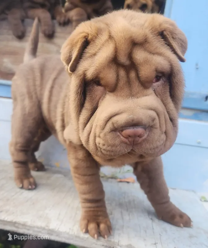 Chocolate dilute boy