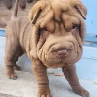 Chocolate dilute boy, a male Chinese Shar-Pei for sale in West Palm Beach, FL – Photo 1 of 4