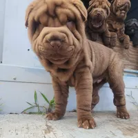 Chocolate dilute boy, a male Chinese Shar-Pei for sale in West Palm Beach, FL – Photo 4 of 4
