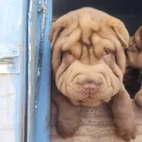 Chocolate dilute boy, a male Chinese Shar-Pei for sale in West Palm Beach, FL – Photo 2 of 4