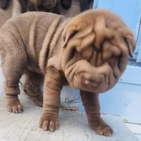 Chocolate dilute boy, a male Chinese Shar-Pei for sale in West Palm Beach, FL – Photo 3 of 4