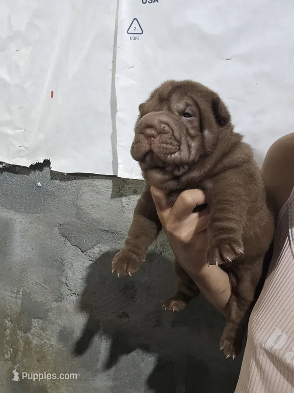 Chocolate dilute girl  – Chinese Shar-Pei puppy for sale in Atlanta, GA