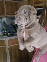 Blue girl, a female Chinese Shar-Pei for sale in Atlanta, GA – 8 of 10