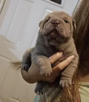 Blue girl, a female Chinese Shar-Pei for sale in Atlanta, GA – 2 of 9