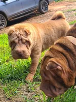 Lucy, a female Chinese Shar-Pei for sale in Atlanta, GA – 9 of 10