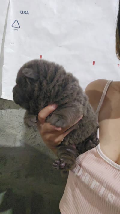Bear coat blue girl, a female Chinese Shar-Pei for sale in Atlanta, GA – 10 of 10