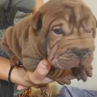 Chocolate dilute boy, a male Chinese Shar-Pei for sale in West Palm Beach, FL – Photo 4 of 6