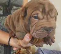 processed/f857a35f-a2db-4894-9609-5e60acbea6d5/listing/36f11980-093c-4256-9004-b4930fcaeac3/1f8dfe72-3d83-49d2-a66c-1e21af4028e5