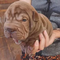 Chocolate dilute boy, a male Chinese Shar-Pei for sale in West Palm Beach, FL – Photo 5 of 6