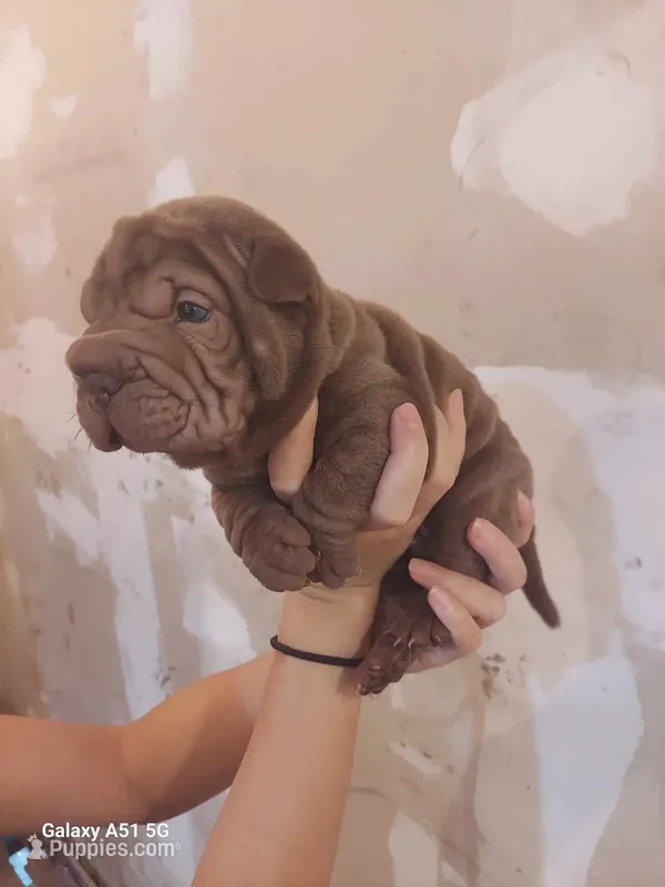 Chocolate dilute boy