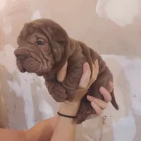 Chocolate dilute boy, a male Chinese Shar-Pei for sale in West Palm Beach, FL – Photo 1 of 6