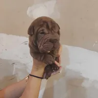 Chocolate dilute boy, a male Chinese Shar-Pei for sale in West Palm Beach, FL – Photo 2 of 6