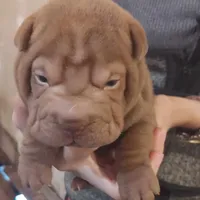 Chocolate dilute boy, a male Chinese Shar-Pei for sale in West Palm Beach, FL – Photo 3 of 6