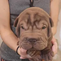 Chocolate dilute boy, a male Chinese Shar-Pei for sale in West Palm Beach, FL – Photo 6 of 6