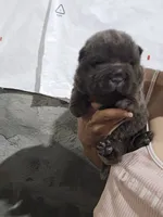 Bear coat blue girl, a female Chinese Shar-Pei for sale in Atlanta, GA – 5 of 10