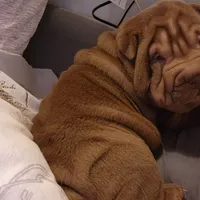 Chocolate girl, a female Chinese Shar-Pei for sale in West Palm Beach, FL – Photo 1 of 10