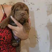 Chocolate girl, a female Chinese Shar-Pei for sale in West Palm Beach, FL – Photo 7 of 10