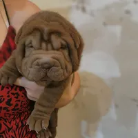 Chocolate girl, a female Chinese Shar-Pei for sale in West Palm Beach, FL – Photo 8 of 10