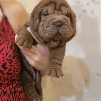 Chocolate girl, a female Chinese Shar-Pei for sale in West Palm Beach, FL – Photo 9 of 10