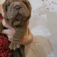 Chocolate girl, a female Chinese Shar-Pei for sale in West Palm Beach, FL – Photo 3 of 10