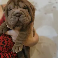 Chocolate girl, a female Chinese Shar-Pei for sale in West Palm Beach, FL – Photo 4 of 10