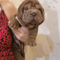 Chocolate girl, a female Chinese Shar-Pei for sale in West Palm Beach, FL – Photo 5 of 10