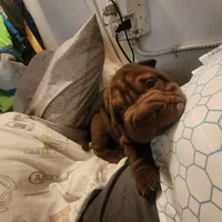 Chocolate girl, a female Chinese Shar-Pei for sale in West Palm Beach, FL – Photo 10 of 10