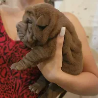 Chocolate girl, a female Chinese Shar-Pei for sale in West Palm Beach, FL – Photo 6 of 10