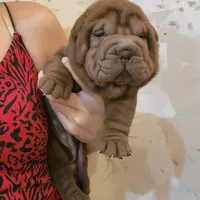 Chocolate girl, a female Chinese Shar-Pei for sale in West Palm Beach, FL – Photo 2 of 10
