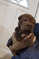 Chocolate dilute boy , a male Chinese Shar-Pei for sale in Atlanta, GA – 2 of 10