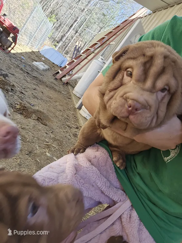 Chocolate dilute girl