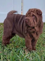 Girl, a female Chinese Shar-Pei for sale in Ellijay, GA – Photo 2 of 7