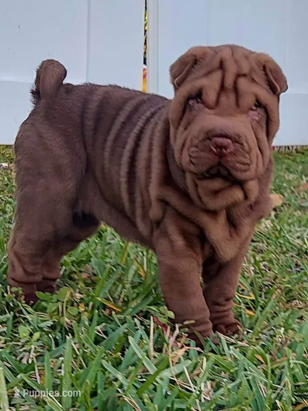 Girl, a female Chinese Shar-Pei for sale in Ellijay, GA – Photo 1 of 7
